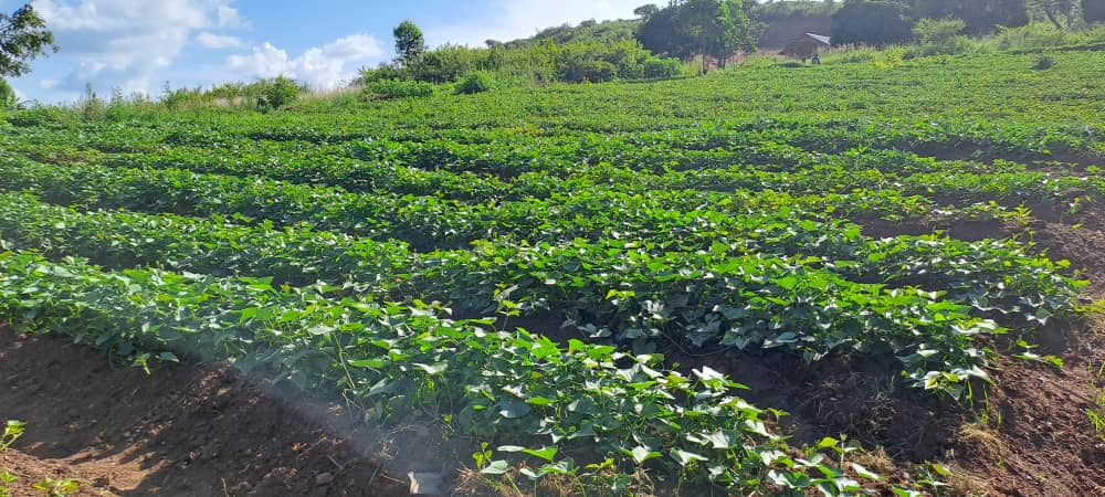 HarvestPlus MENU Sweetpotato Project