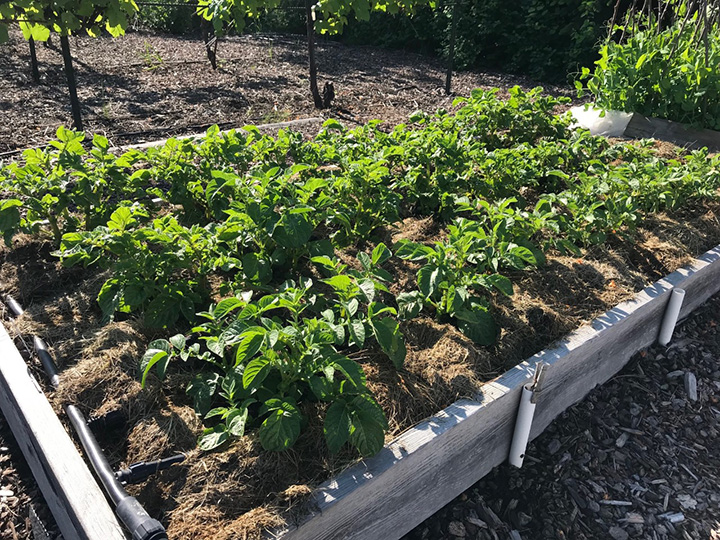 Tissue Culture Plantlets