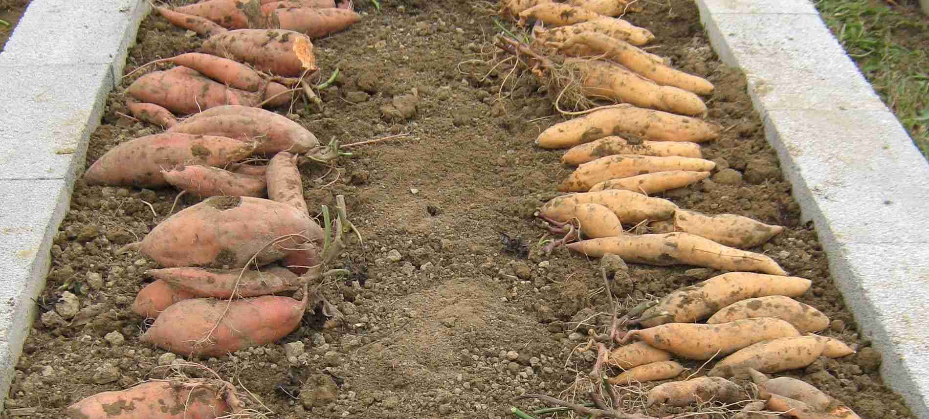 BioInnovate Sweetpotato Project